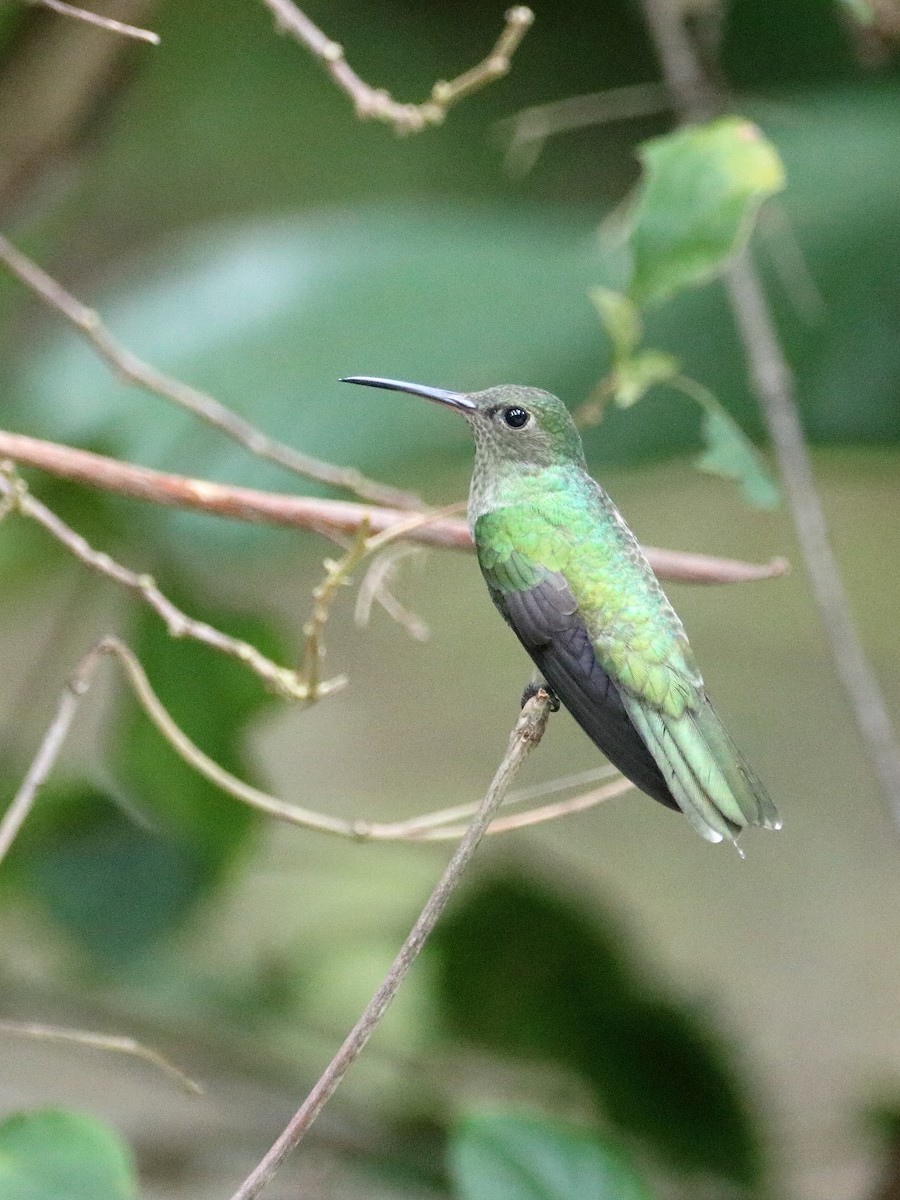 kolibřík skvrnitoprsý - ML621292144