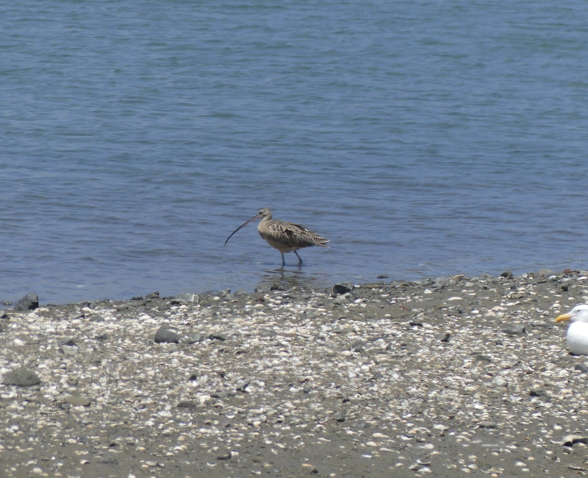 Long-billed Curlew - ML621292173