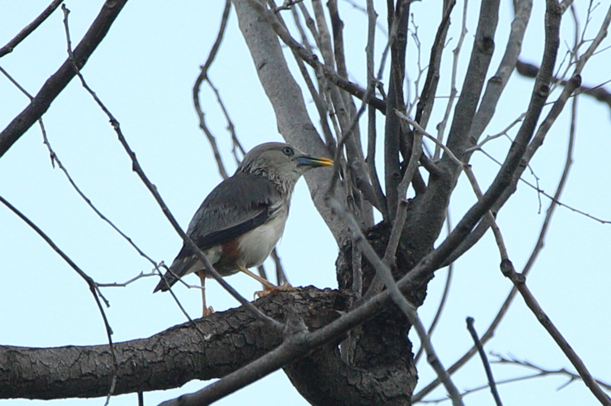 Chestnut-tailed Starling - ML621292175