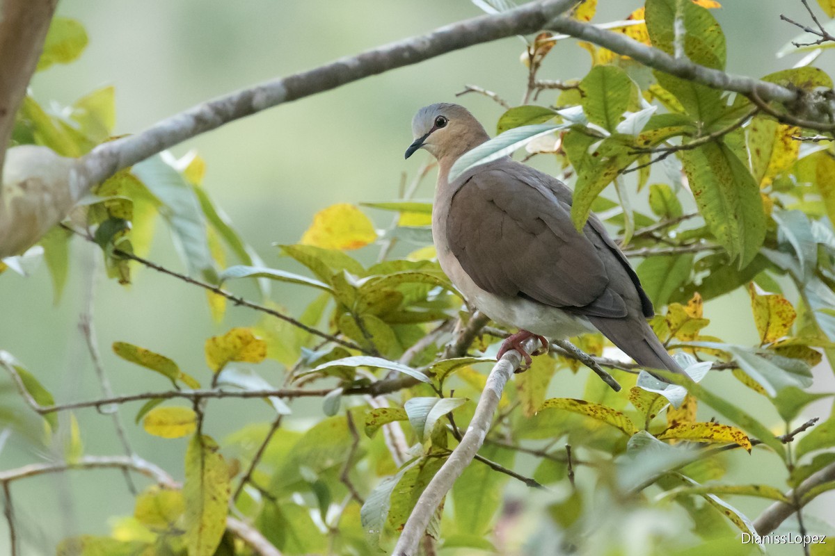 Gray-fronted Dove - ML621292209