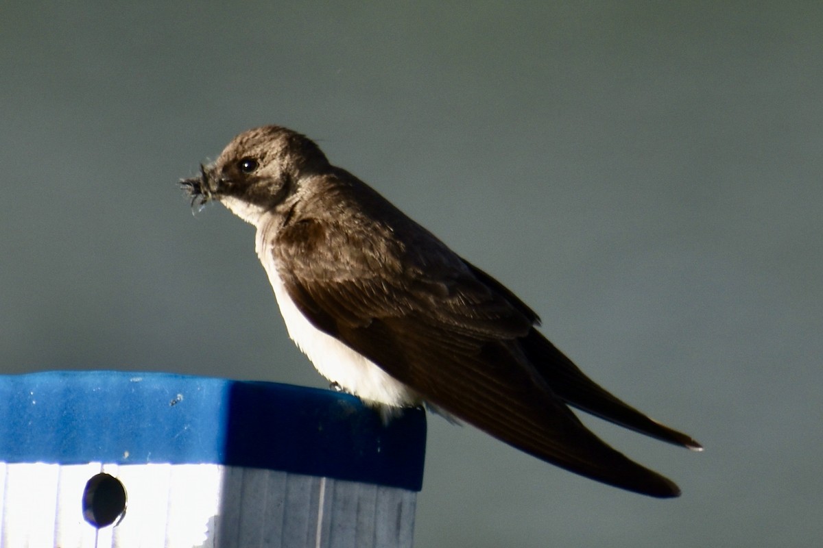 Northern Rough-winged Swallow - ML621292214