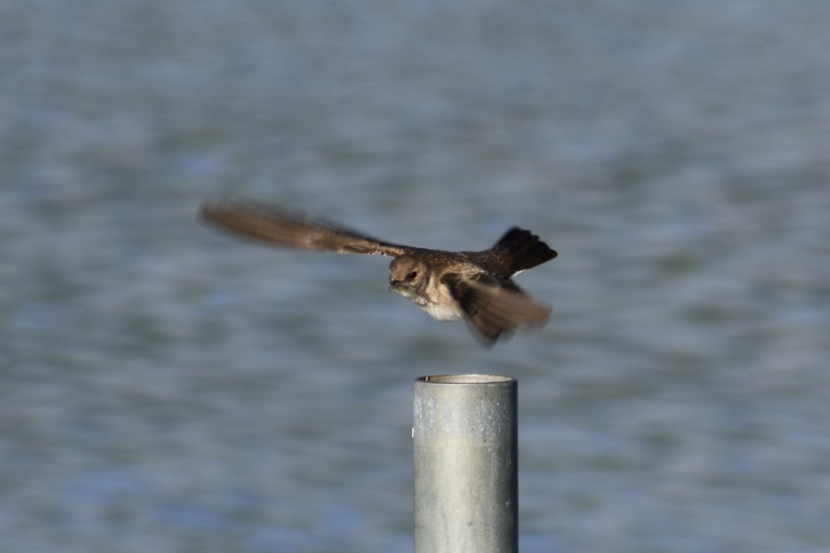 Northern Rough-winged Swallow - ML621292224