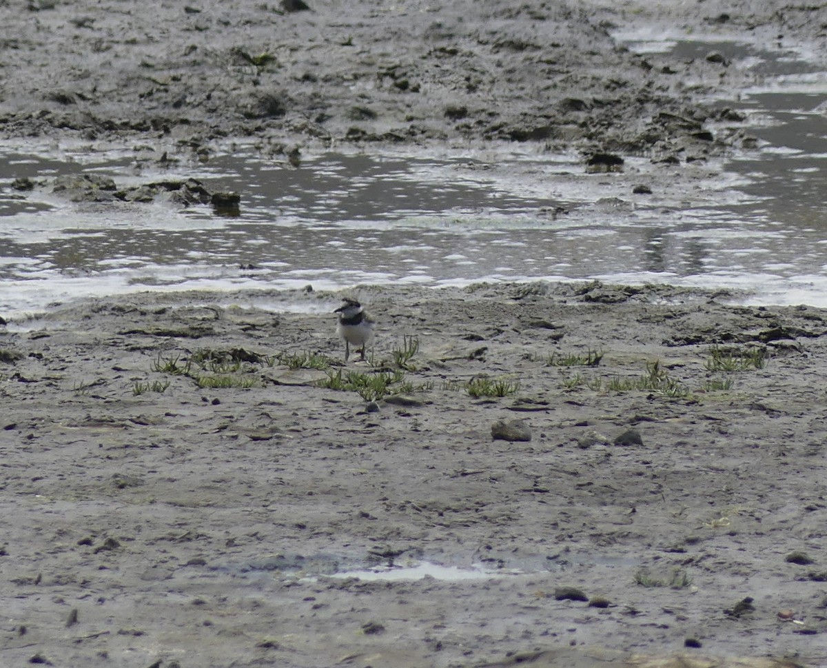 Semipalmated Plover - ML621292242