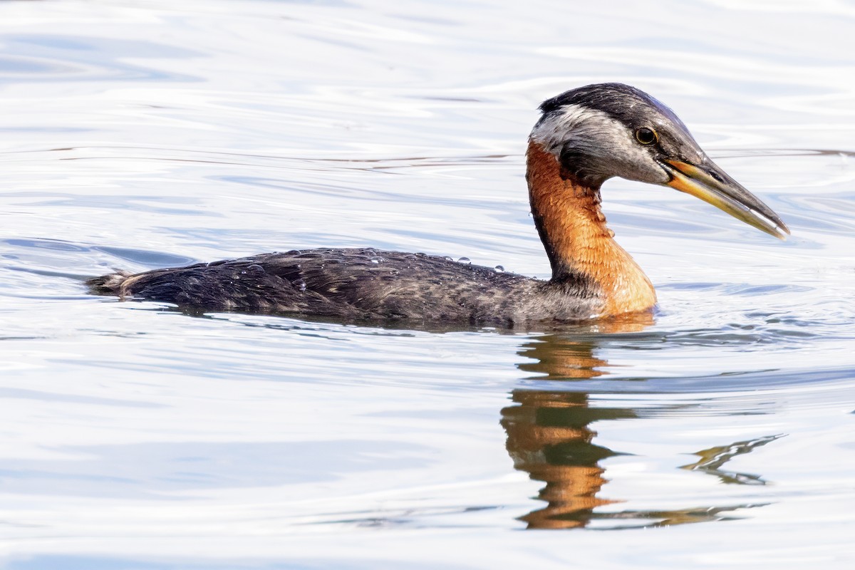 Red-necked Grebe - ML621292248