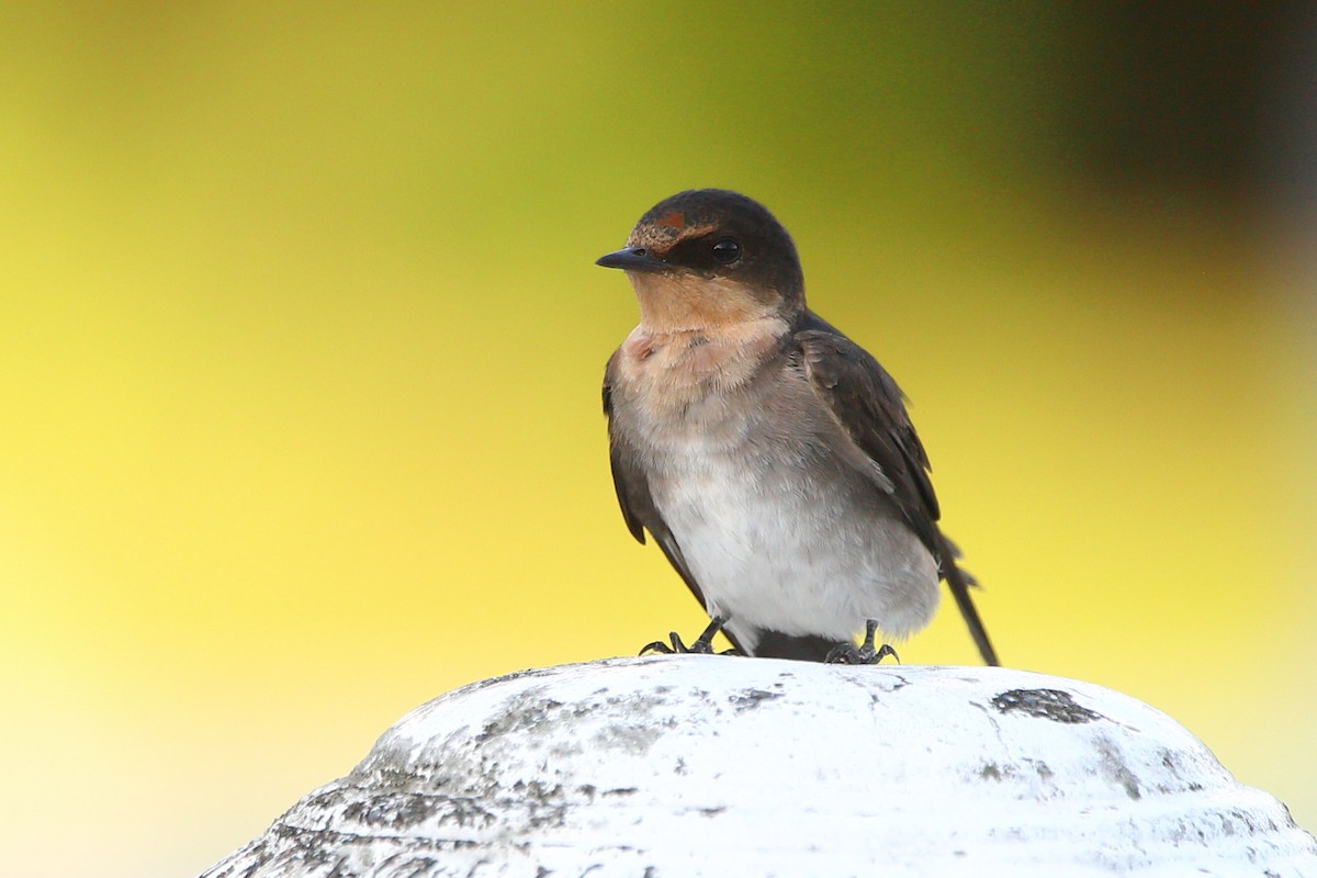 Pacific Swallow - ML621292256