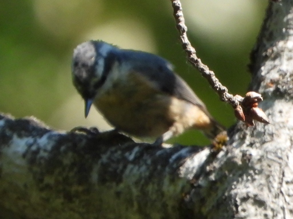 Red-breasted Nuthatch - ML621292257