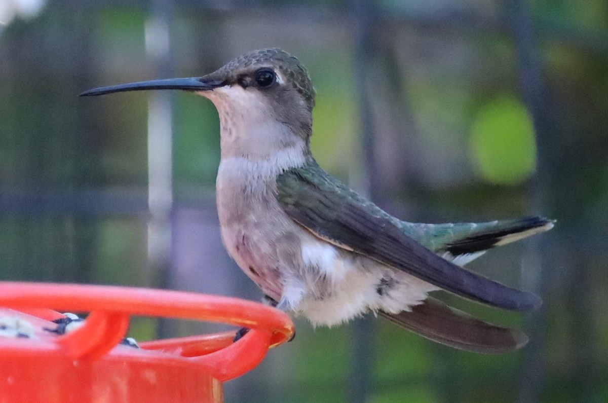 Black-chinned Hummingbird - ML621292259