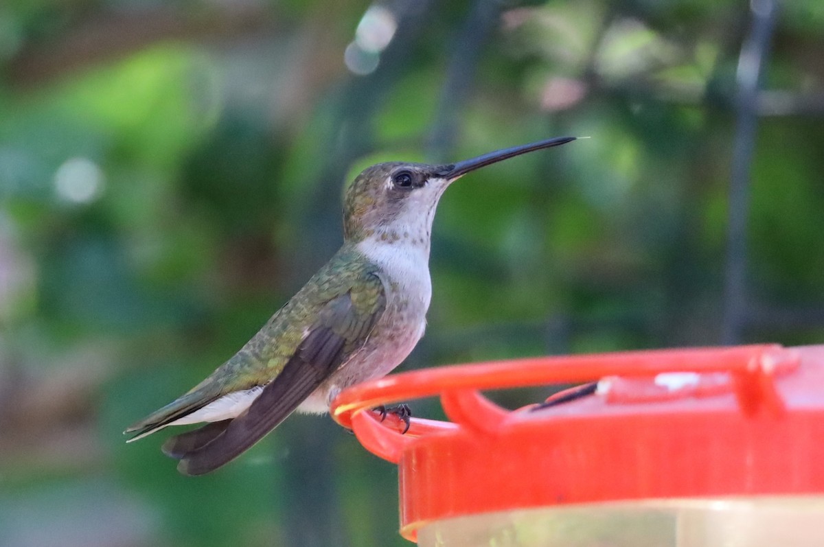 Black-chinned Hummingbird - ML621292260
