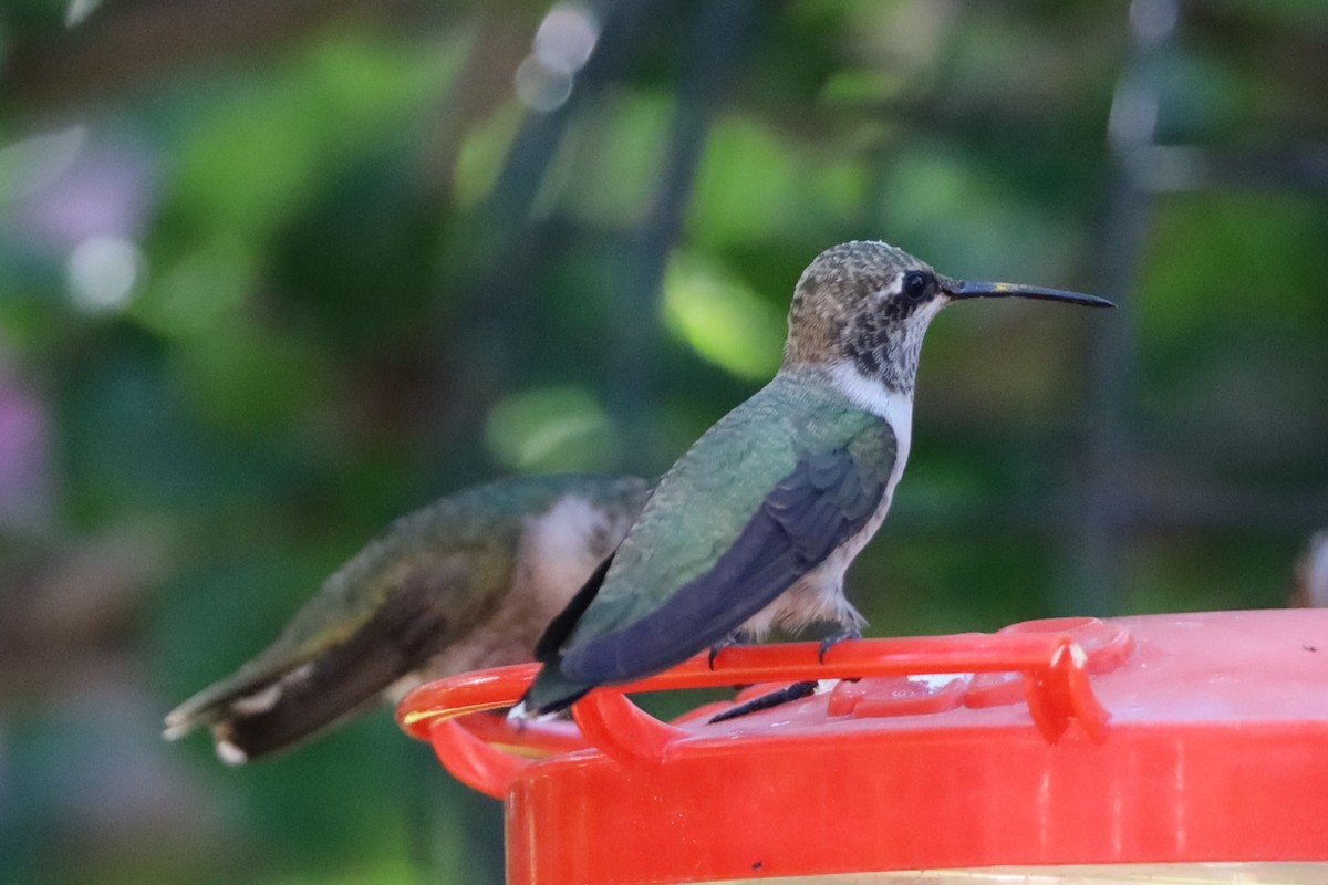 Black-chinned Hummingbird - ML621292261