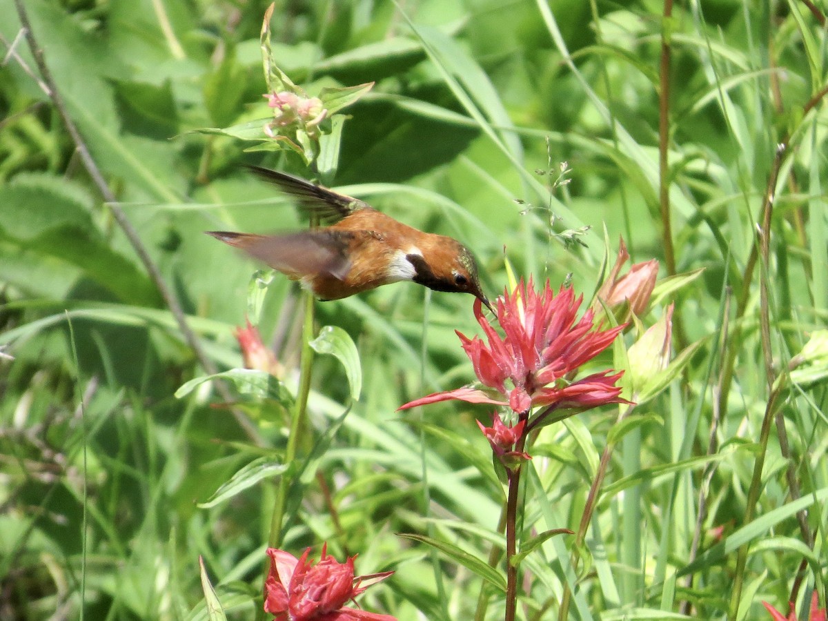 Rufous Hummingbird - ML621292295
