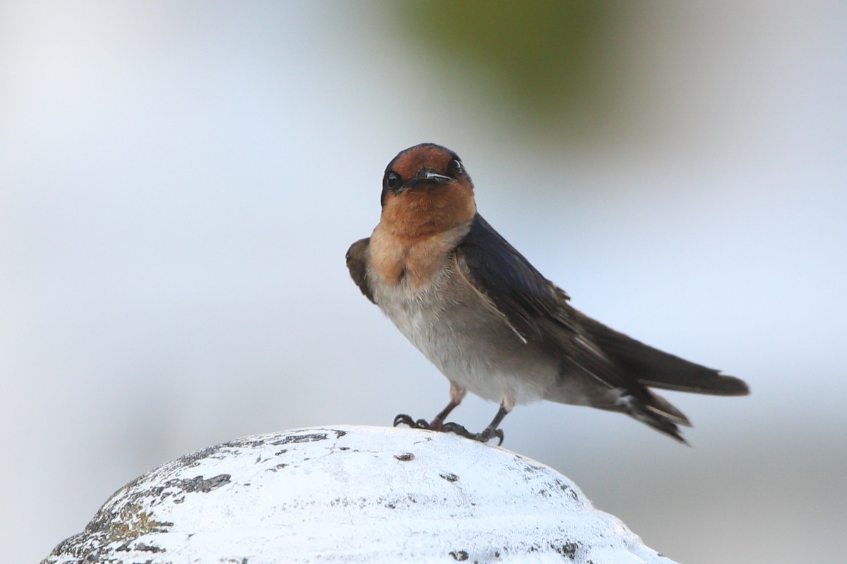 Pacific Swallow - ML621292322