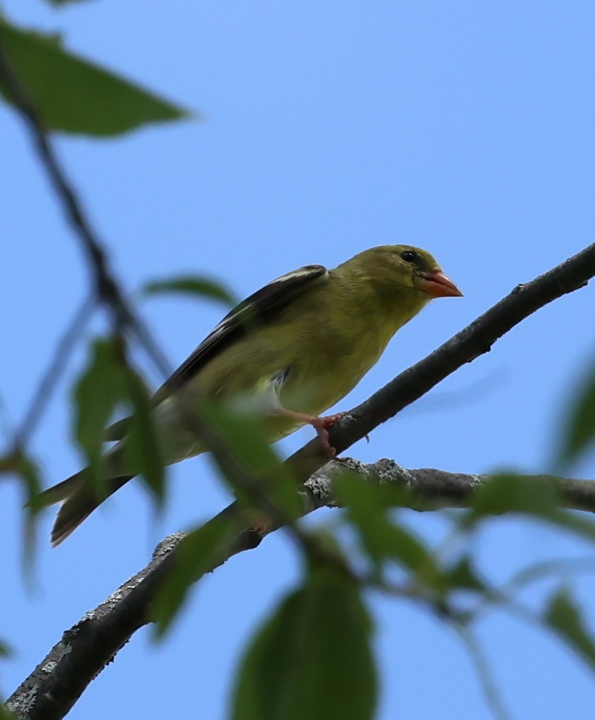 Chardonneret jaune - ML621292325