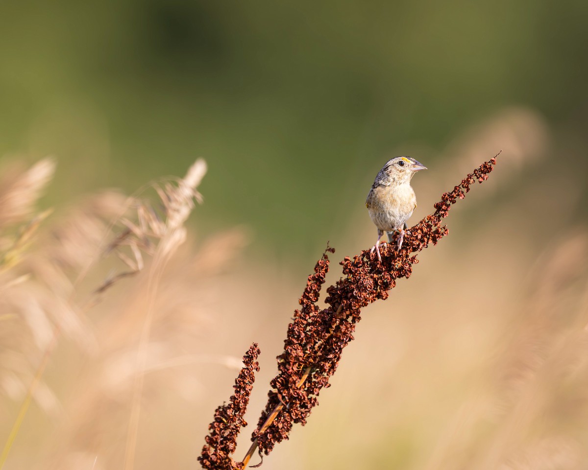 Grasshopper Sparrow - ML621292355