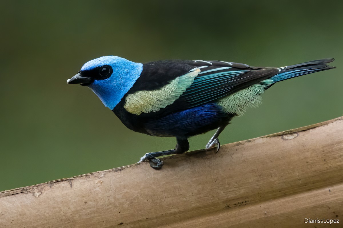 Blue-necked Tanager - Diana López G