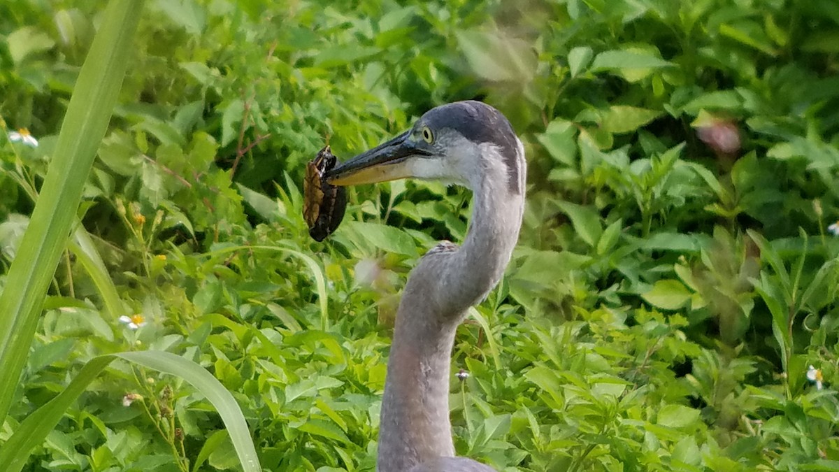 Great Blue Heron - ML621292391