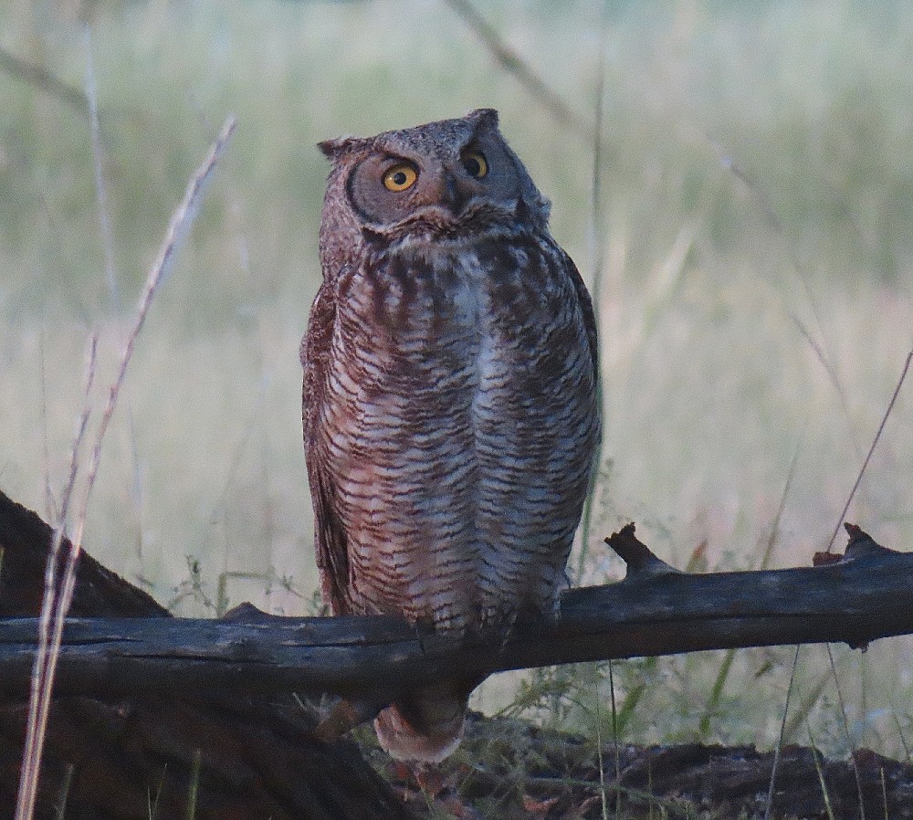 Great Horned Owl - ML621292403