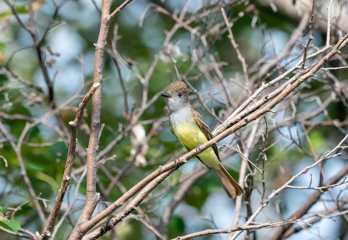 Great Crested Flycatcher - ML621292404