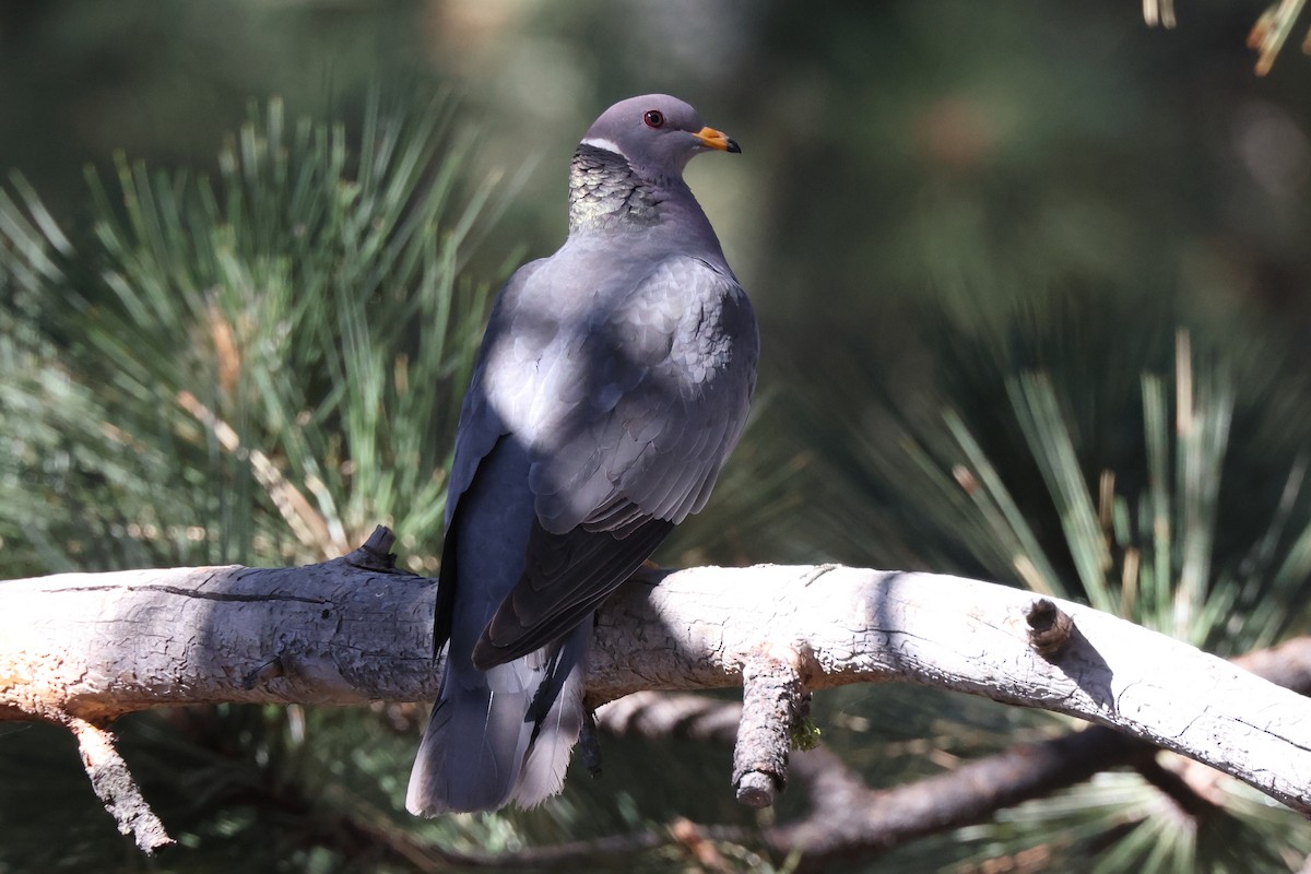 Band-tailed Pigeon - ML621292410