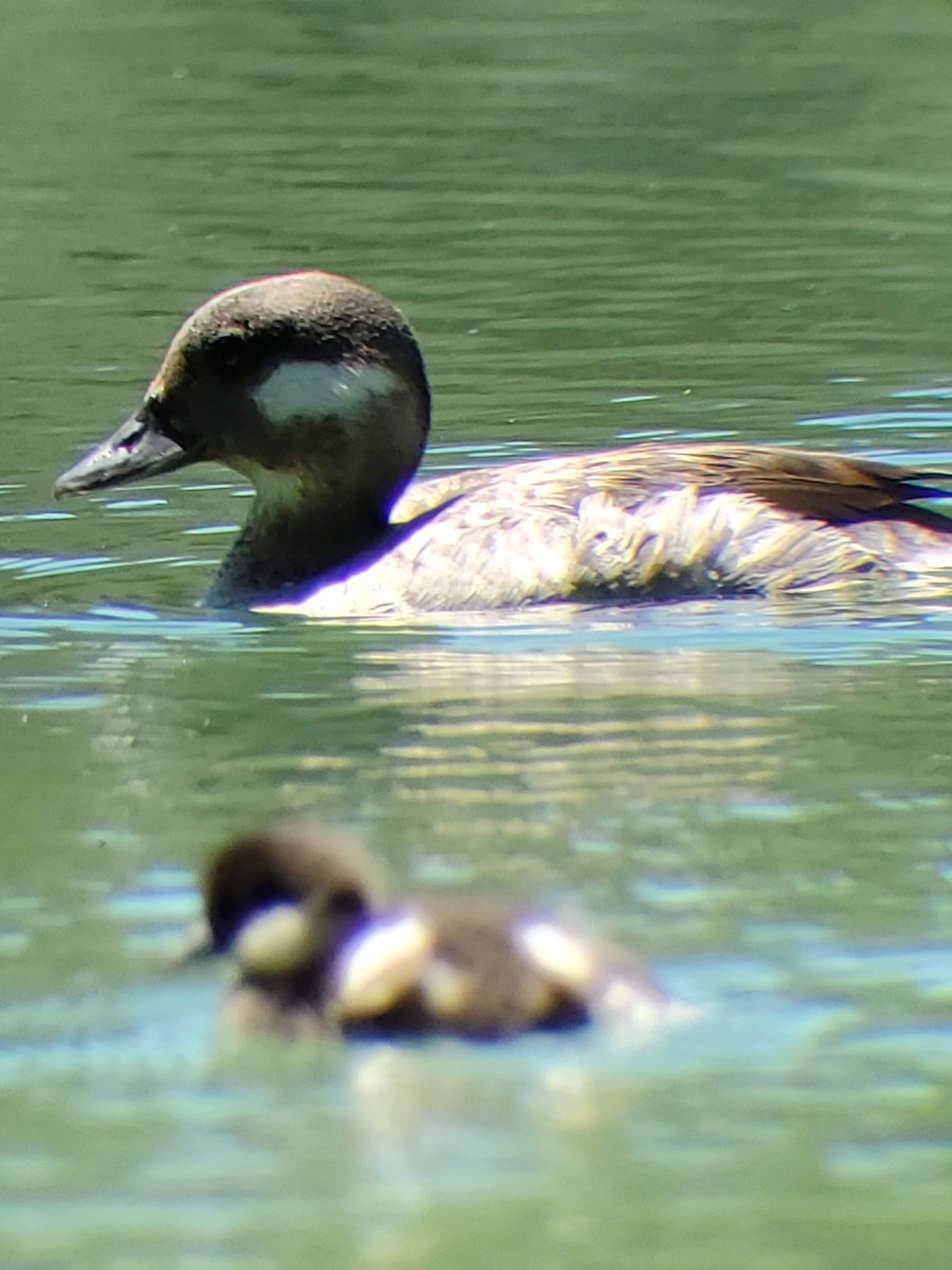 Bufflehead - ML621292428