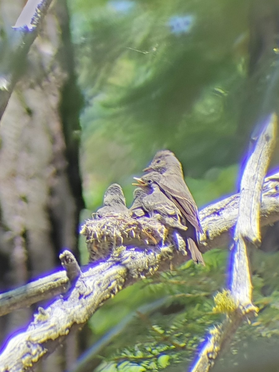 Western Wood-Pewee - ML621292454