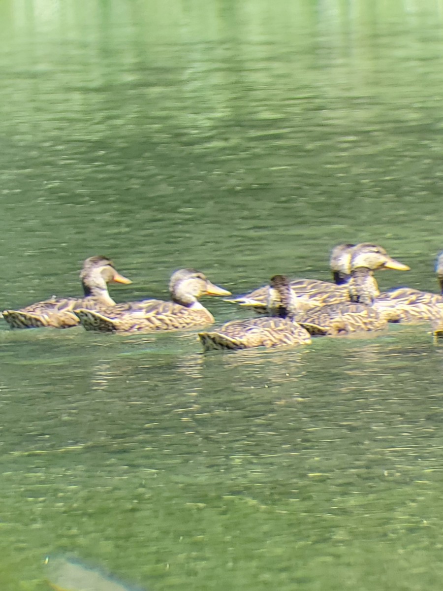 Mallard - ML621292462