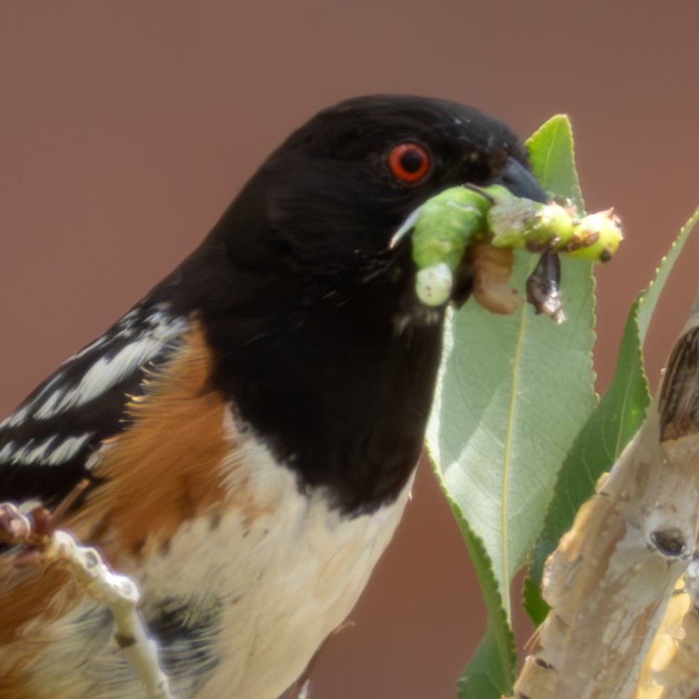 Spotted Towhee - ML621292463