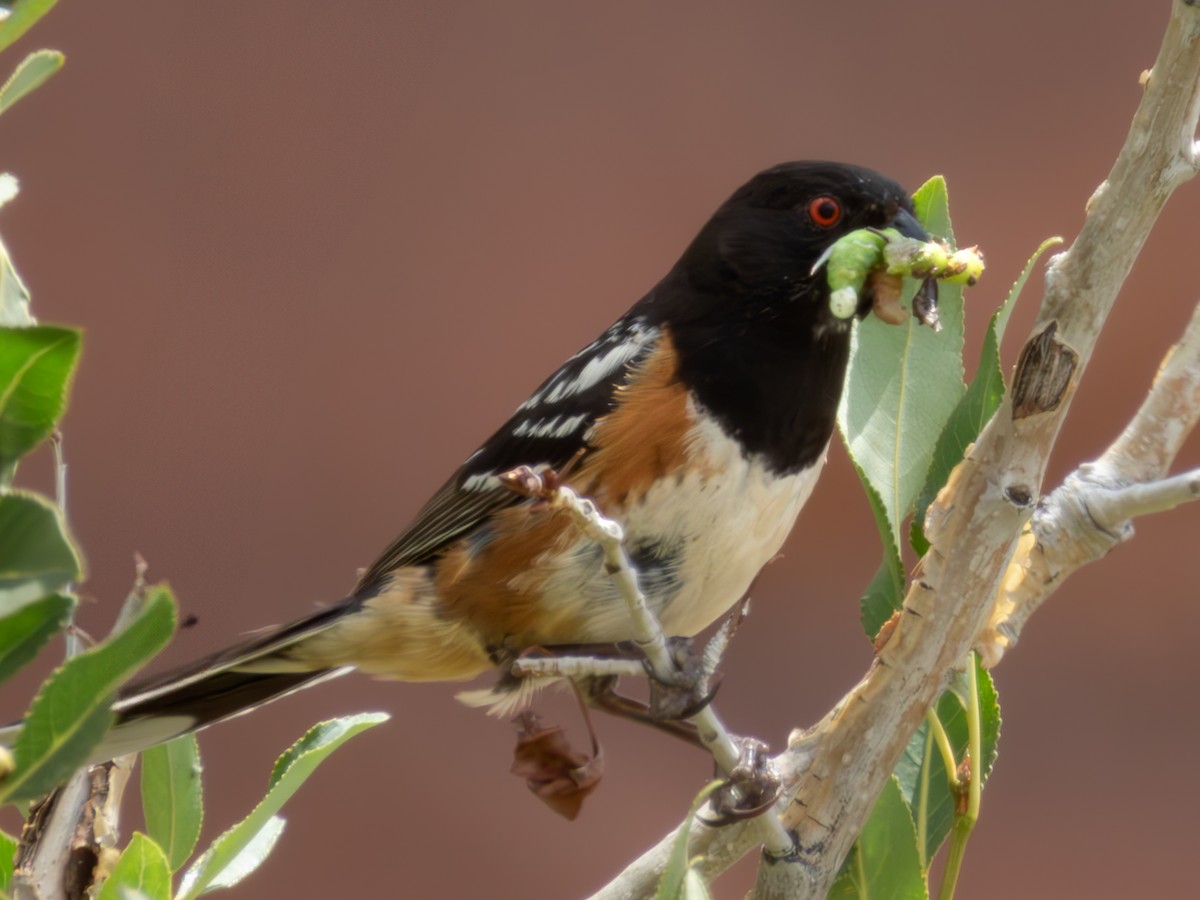 Spotted Towhee - ML621292464