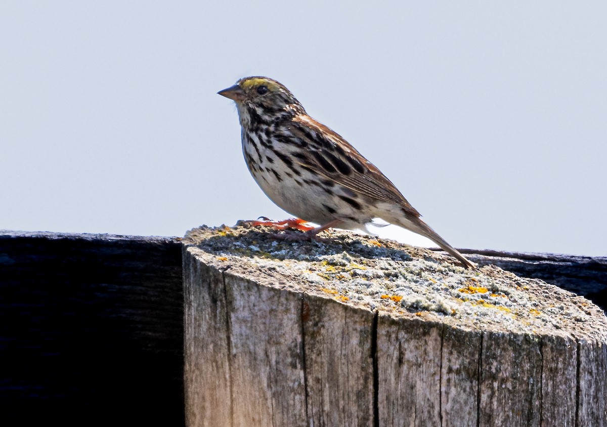 Savannah Sparrow - ML621292476
