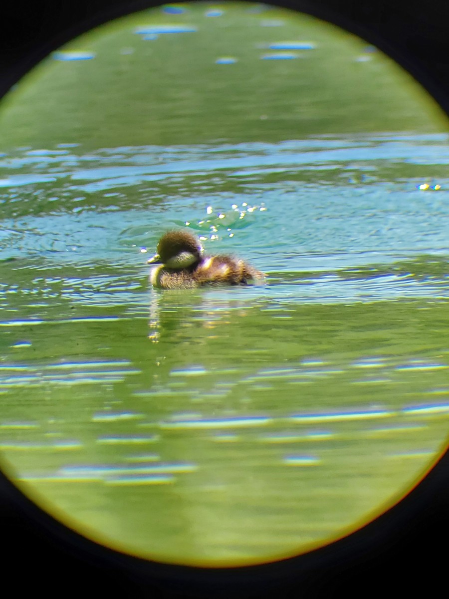 Bufflehead - ML621292479