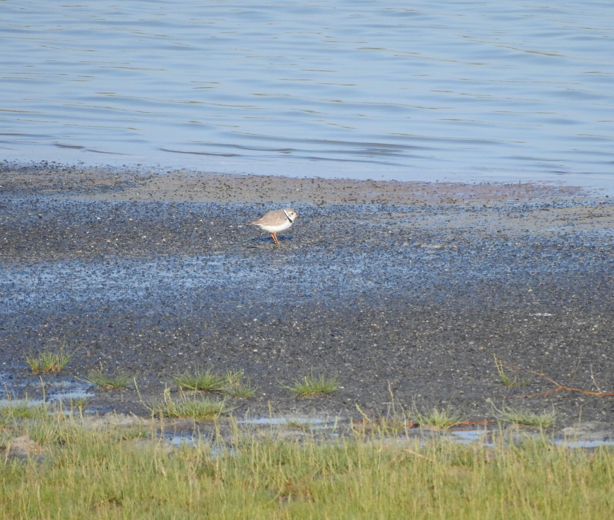 Piping Plover - ML621292493