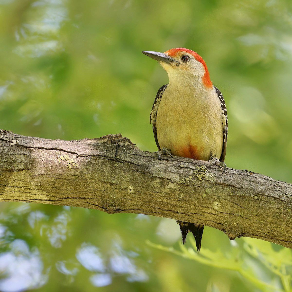 Red-bellied Woodpecker - ML621292503