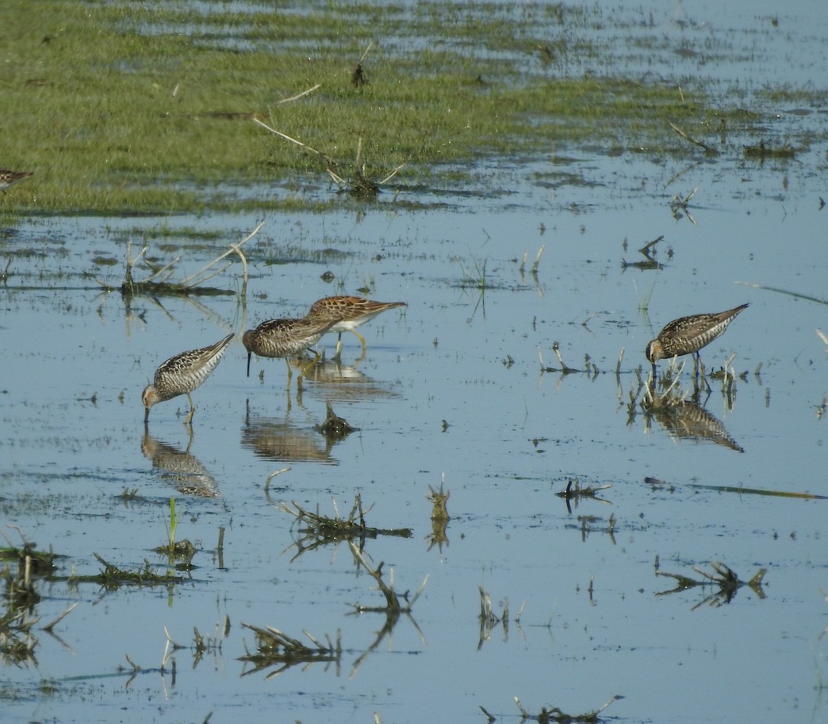 Stilt Sandpiper - ML621292521