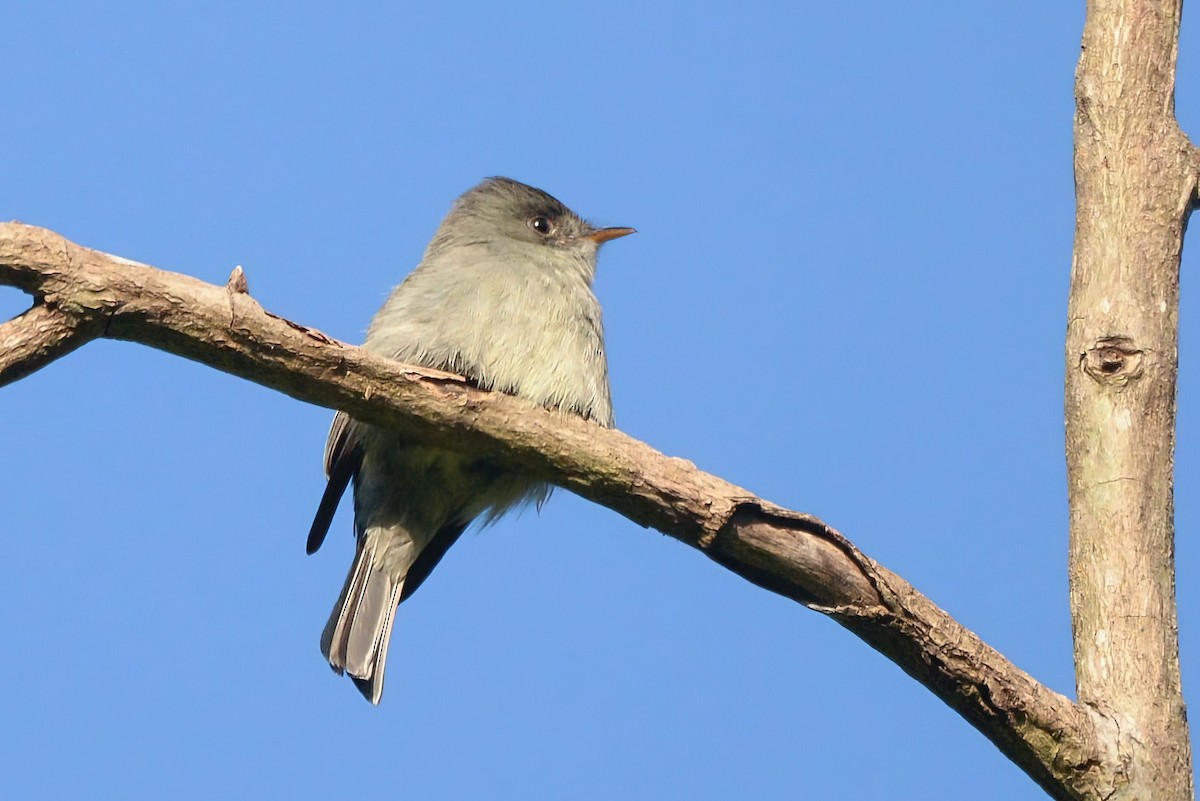 Southern Tropical Pewee - ML621292522