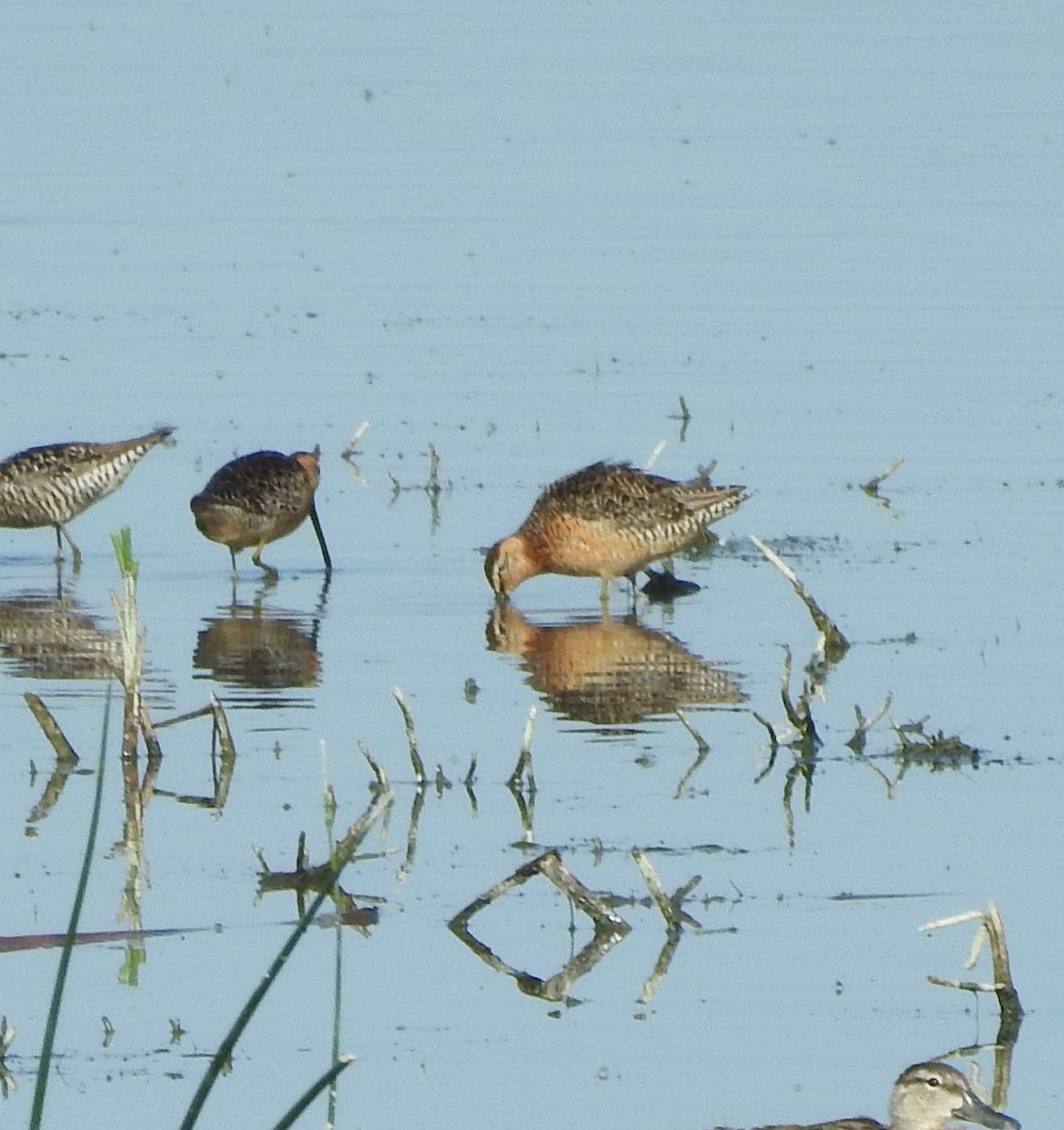 Long-billed Dowitcher - ML621292523