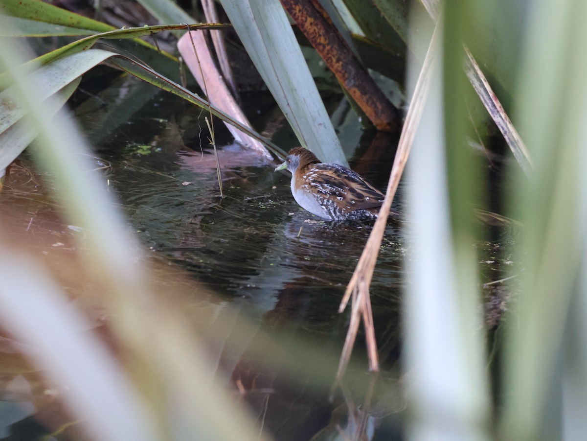 Baillon's Crake - William Brice