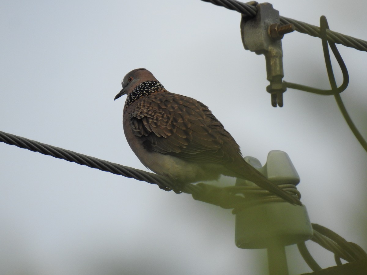 Spotted Dove - ML621292536