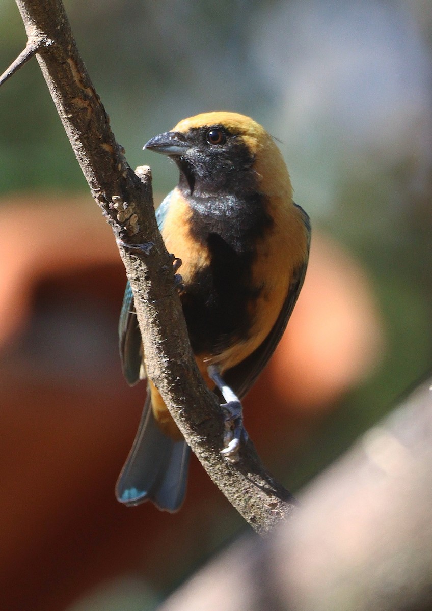 Burnished-buff Tanager - ML621292540