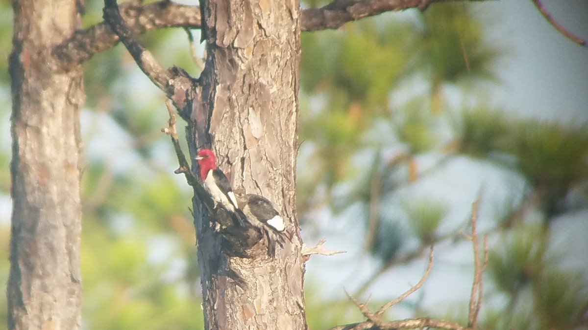 Red-headed Woodpecker - ML621292544