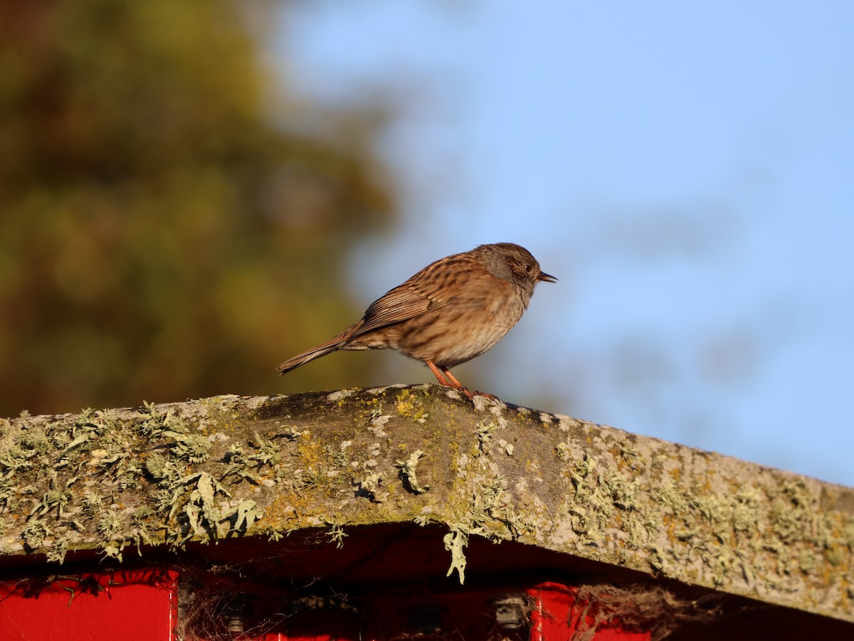 Dunnock - William Brice