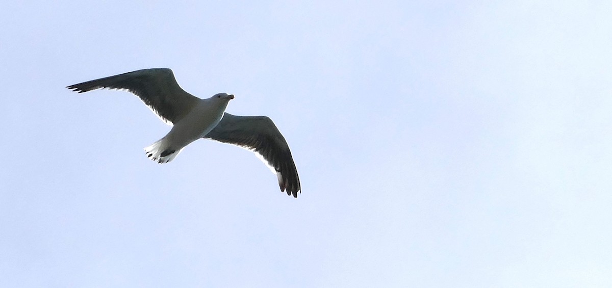 Gaviota Cocinera - ML621292567