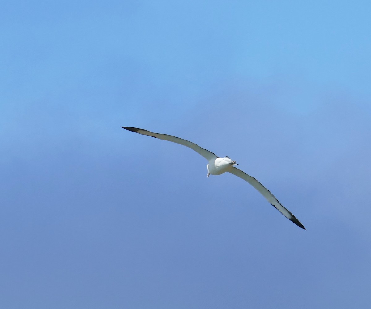 Albatros Real del Norte - ML621292574