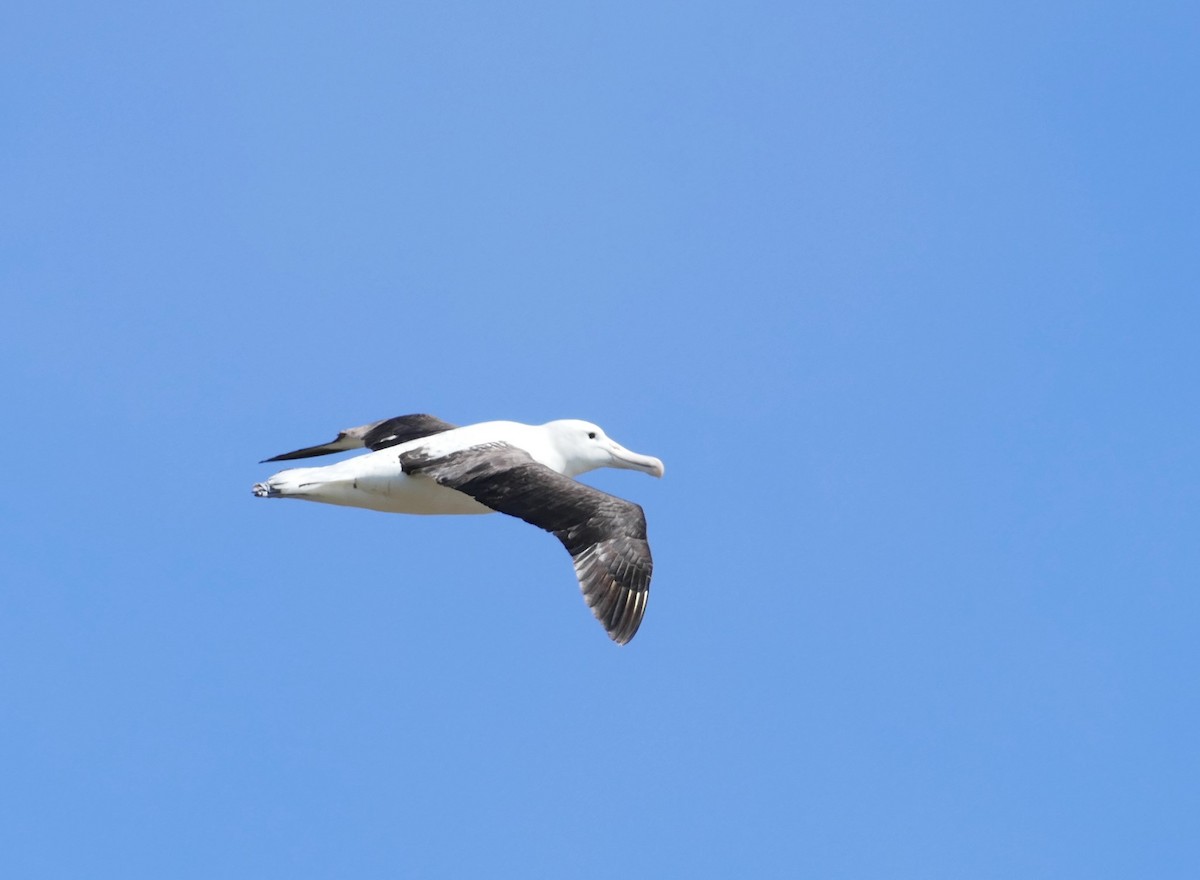 Northern Royal Albatross - ML621292579