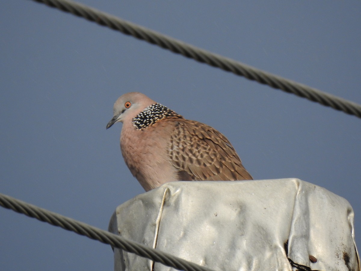Spotted Dove - ML621292606