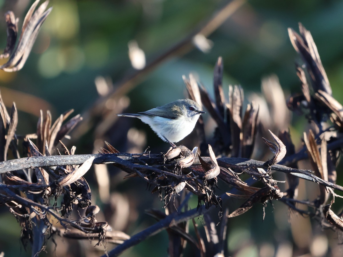 Gray Gerygone - ML621292640