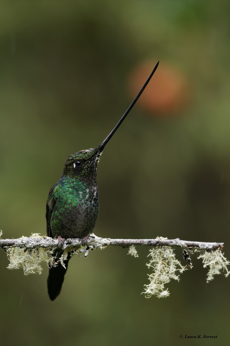 Sword-billed Hummingbird - ML621292668