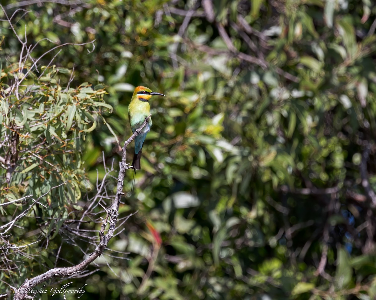 Rainbow Bee-eater - ML621292671