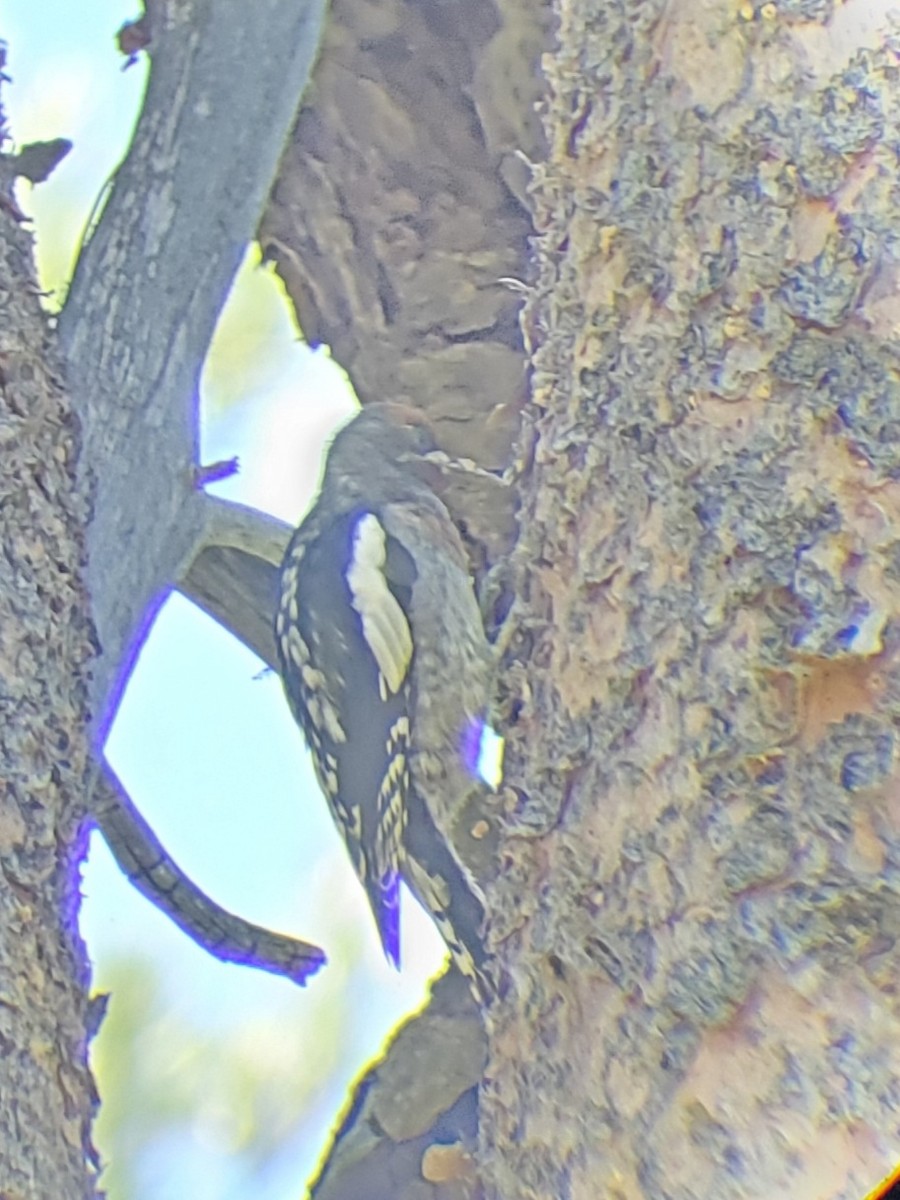 Red-breasted Sapsucker - ML621292690