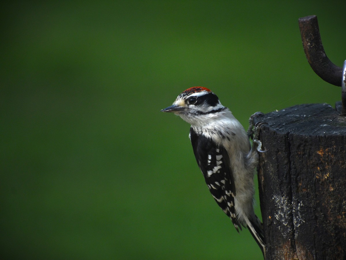 Downy Woodpecker - ML621292692