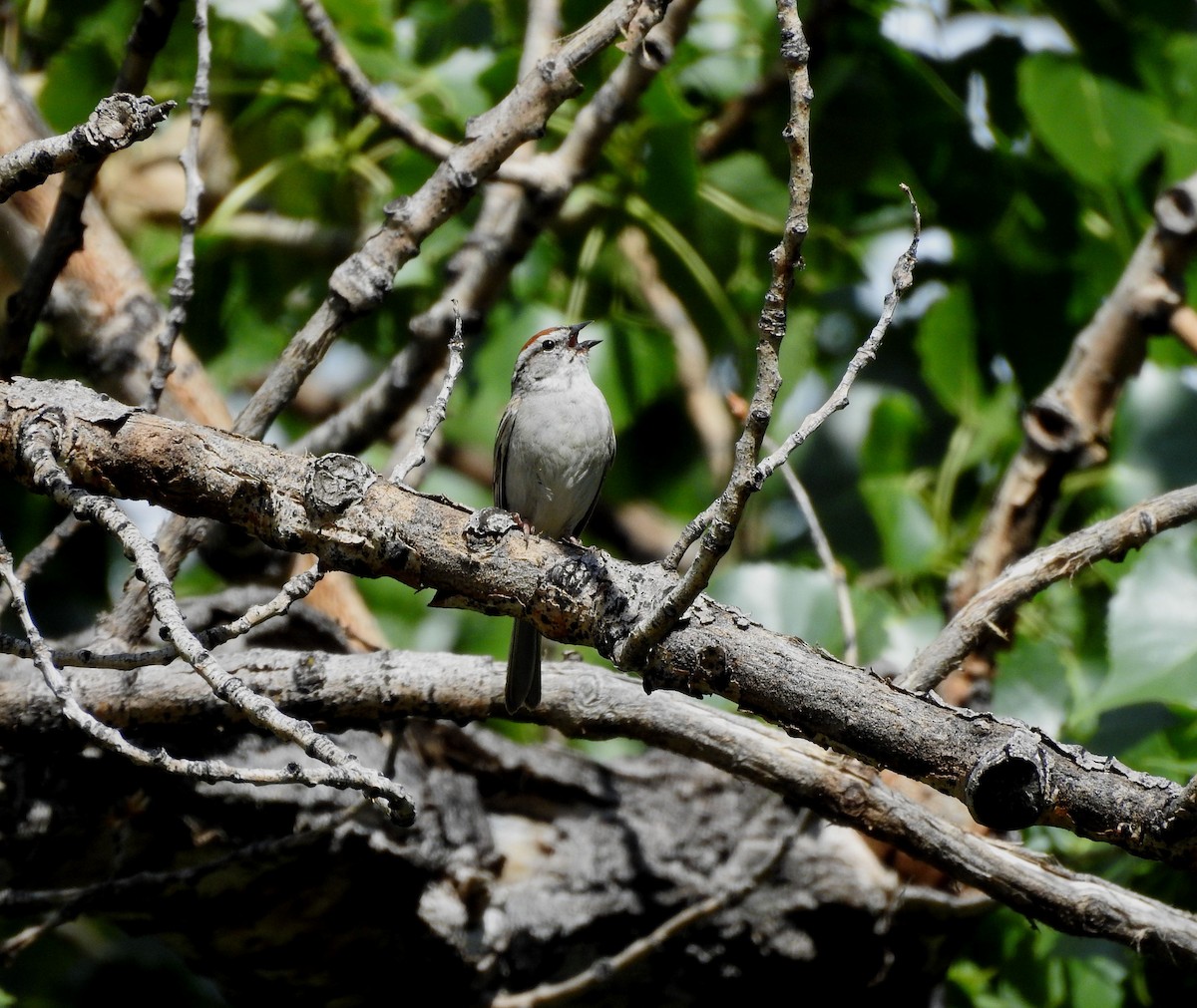 Chipping Sparrow - ML621292701