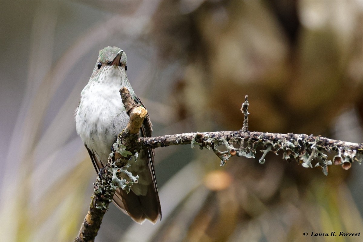 kolibřík bělobřichý - ML621292714